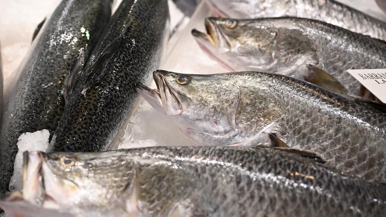 Salmon