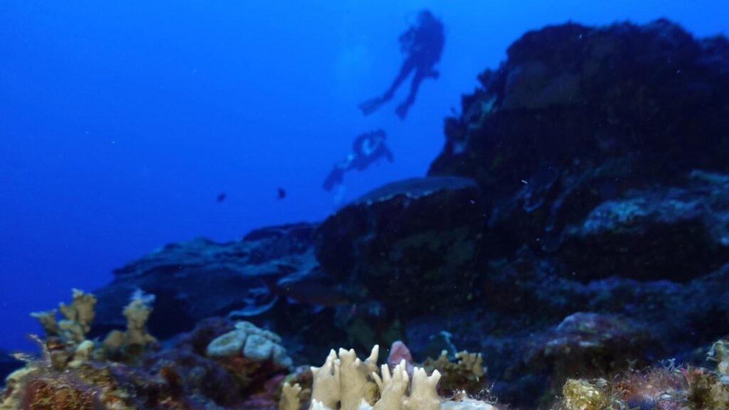 Great Barrier Reef coral is facing increased risk as a lack of wind pushes up ocean temperatures .
