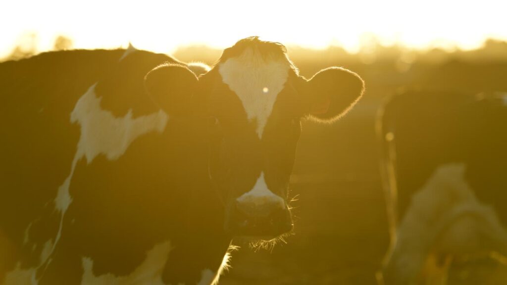 Till the cows come home: daylight saving means disrupted life and an extra hour of work for farmers.
