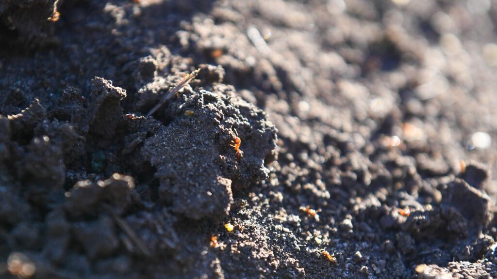 Fire ants are shown in southeast Queensland, where they have threatened the agricultural sector.

