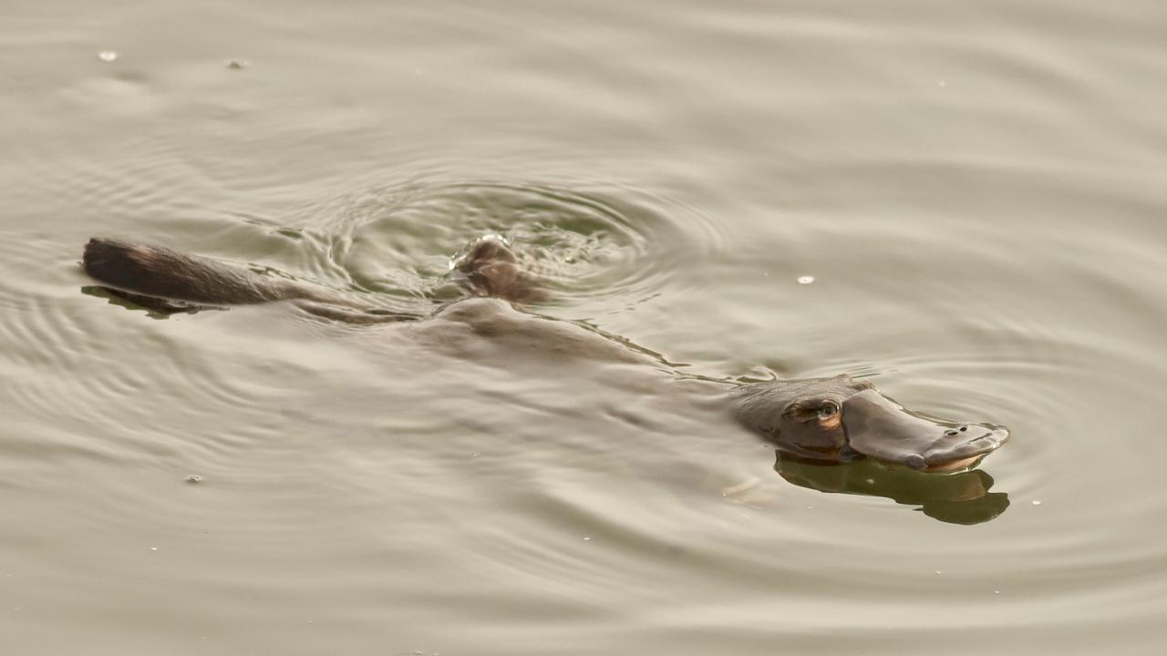 A platypus in the Mary River,