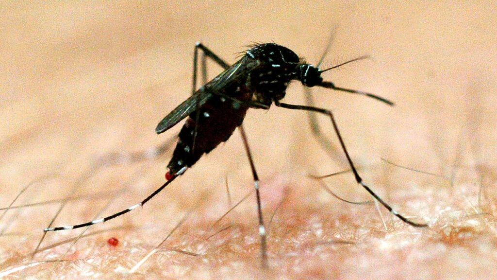 Mosquitoes thrive in warm, humid regions, with Australia’s tropical areas a perfect breeding ground.
