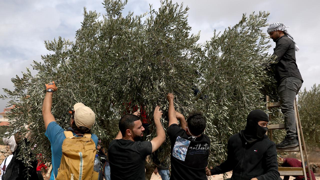 Olive trees