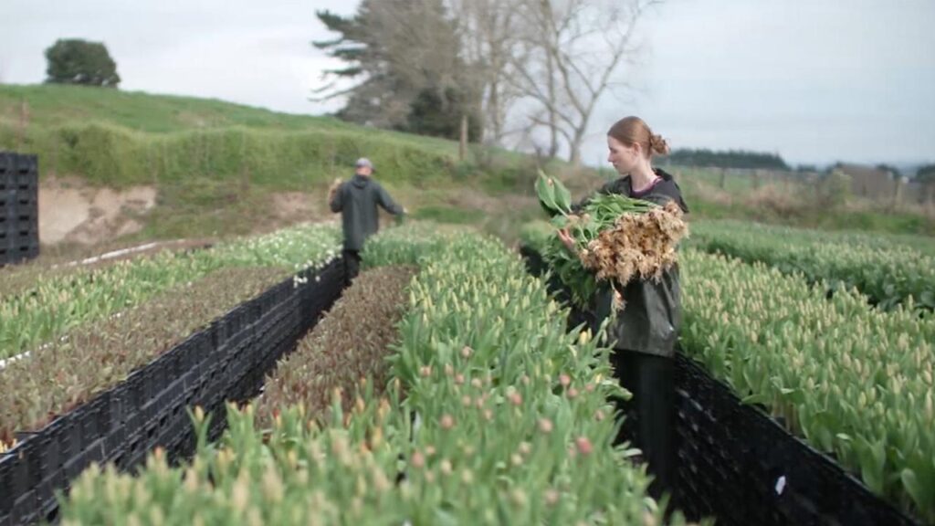 Yasmin Wessels was struck by the sheer scale of plastic waste in the flower industry.
