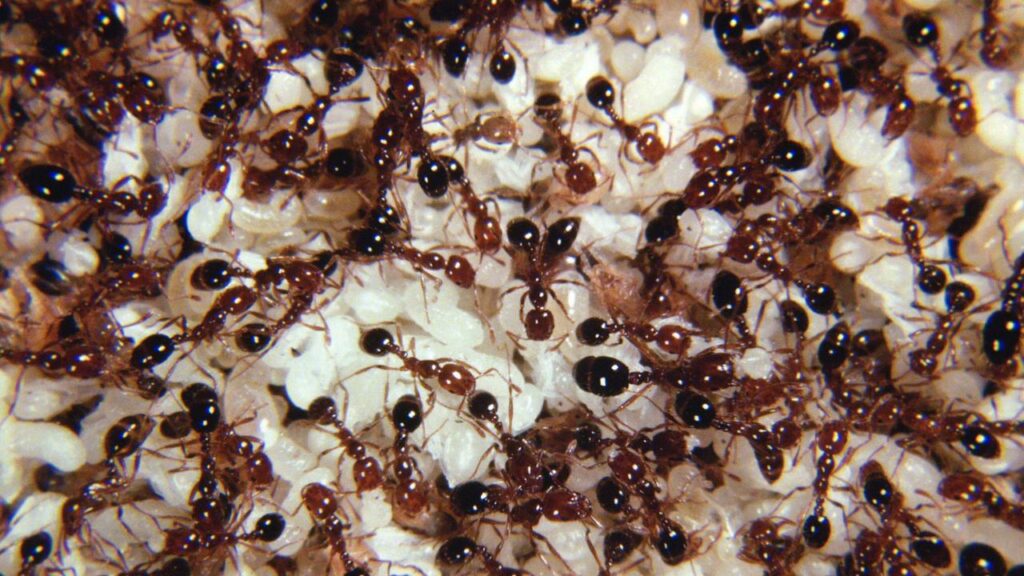 Fire ants have the potential to cost the Australian economy up to $2 billion a year.
