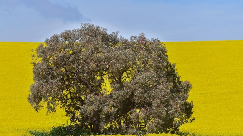 The canola price is the highest it’s been in years.
