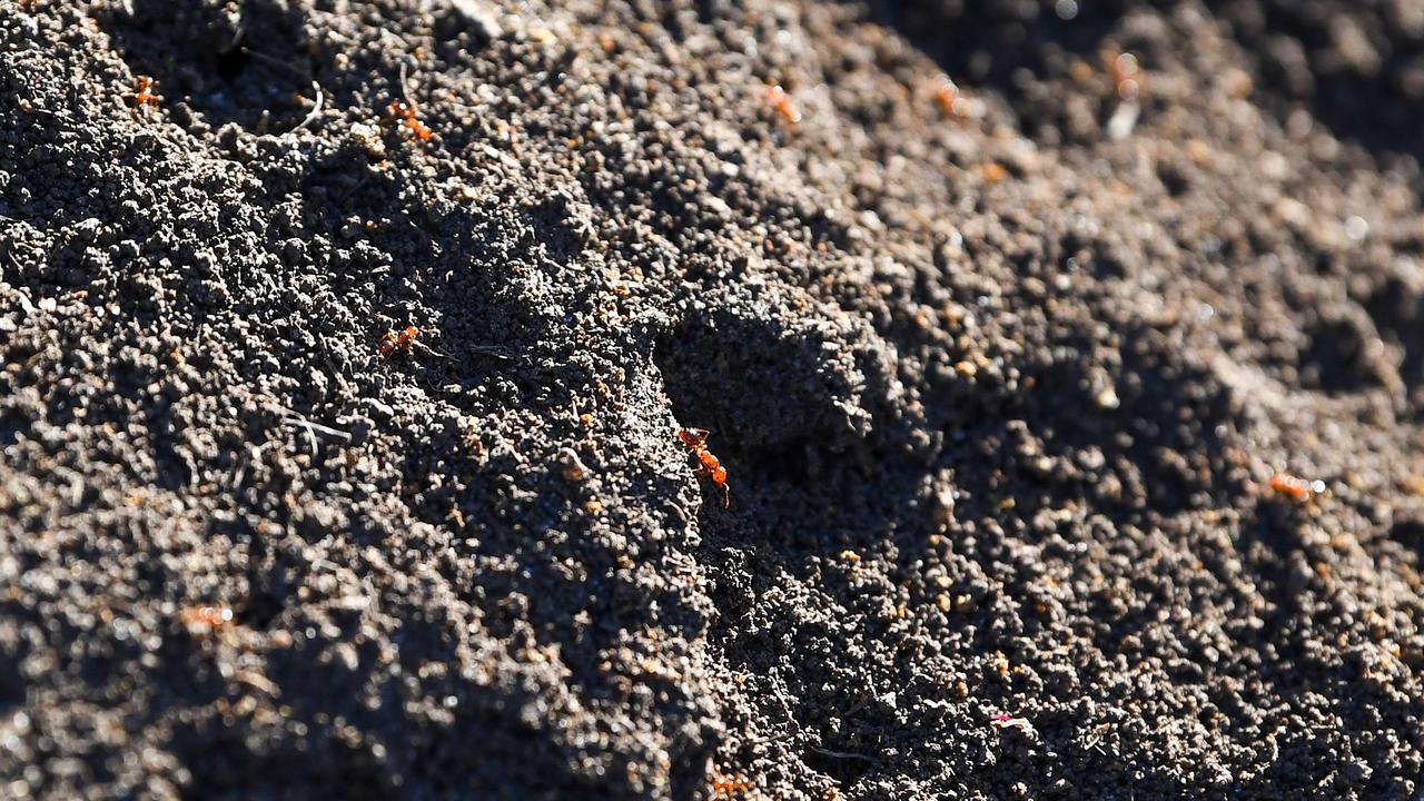 Fire ants